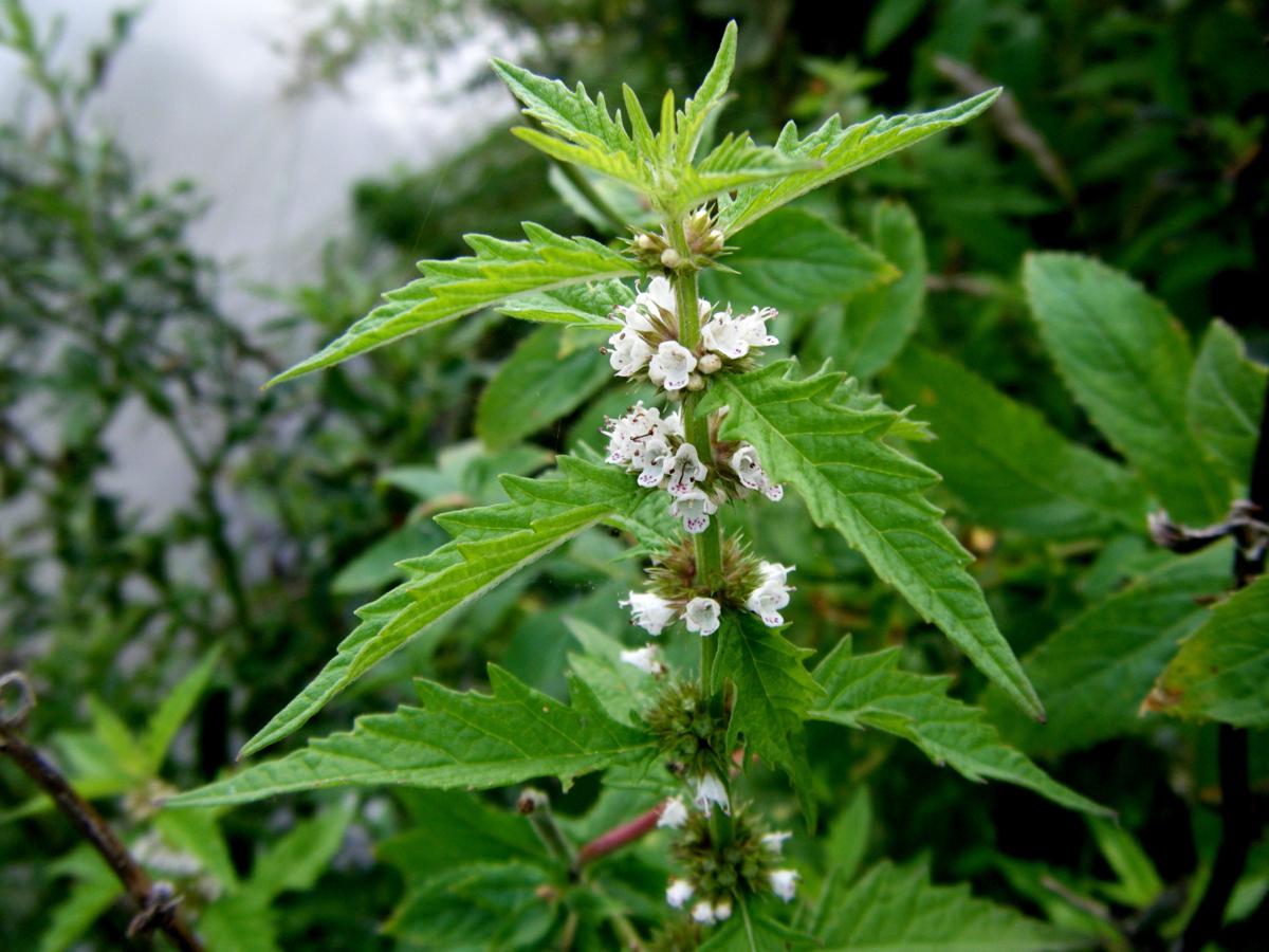 Erva com propriedades tônicas cardíacas é indicada para tratar pulsação irregular 