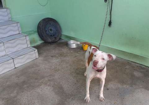 Operação 'Beethoven' identifica situações de maus-tratos a animais domésticos em Manaus