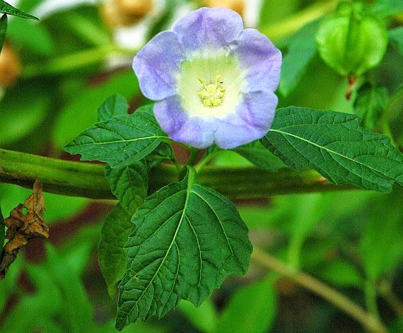 Folha e raiz de planta são indicadas para purificação do sangue 