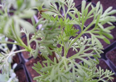 Conheça 12 benefícios do Óleo de Cânfora 