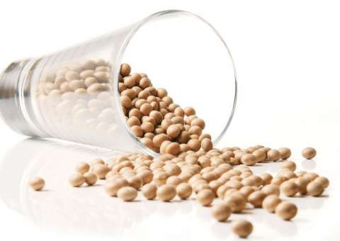 Consumo de soja pode prolongar a vida de pacientes com câncer
