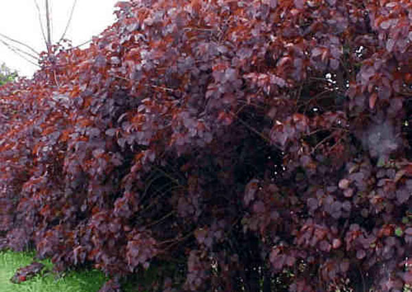 Planta da região amazônica ajuda combater enfermidades dos olhos e ouvidos 