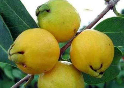 Fruta popular apresenta propriedades que estimulam o intestino