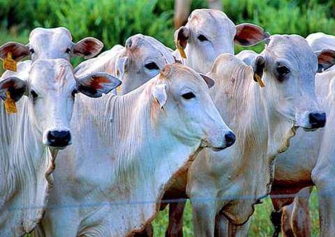 Campanha contra febre aftosa inicia nesta quarta-feira no Amazonas 