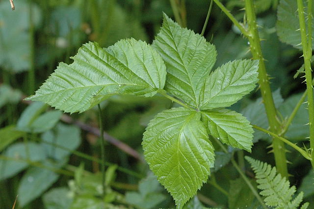 De nome e uso popular planta combate hemorragias