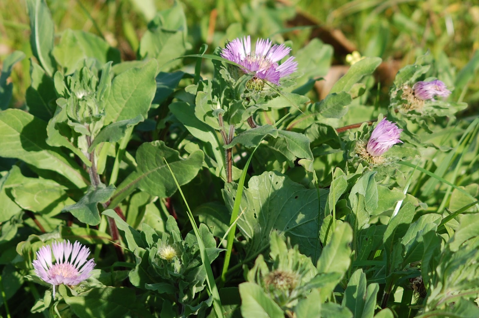 Planta medicinal reduz efeitos da menopausa 