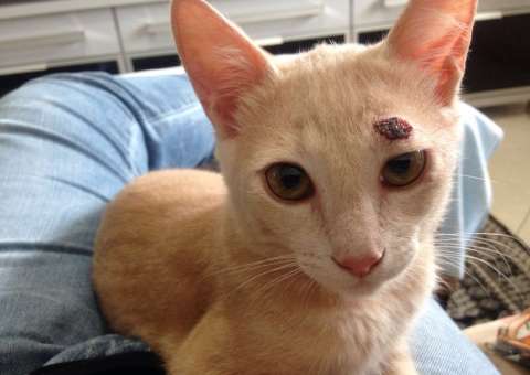 Micose que mata gatos cresce 400% e já atingiu mais de 5 mil pessoas no Rio