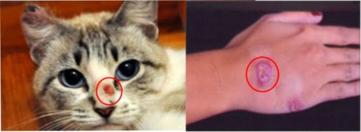 Micose que mata gatos cresce 400% e já atingiu mais de 5 mil pessoas no Rio