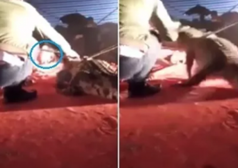 Crocodilo ataca homem em circo e choca público durante apresentação
