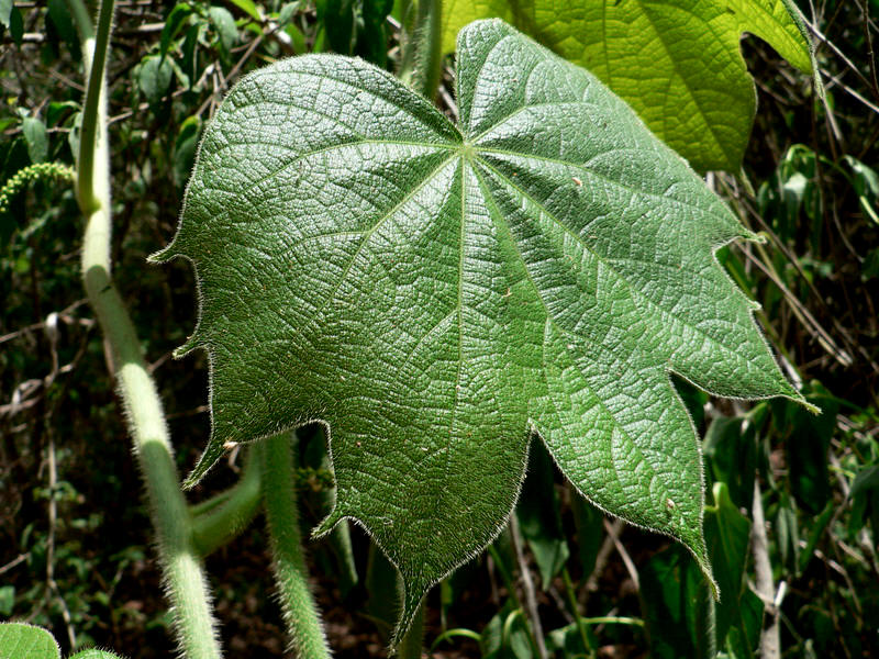 Planta com efeito similar à morfina tem indicações para distúrbios gástricos 