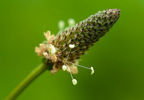 Indicada para estancar sangramentos, erva trata também obstrução urinária