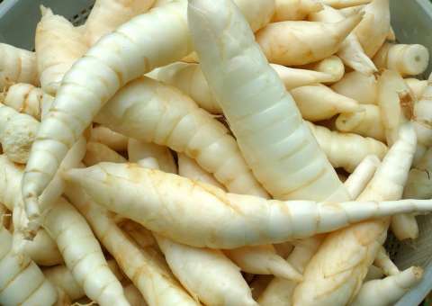 Usada na indústria alimentícia, planta tem efeito contra picada de cobra