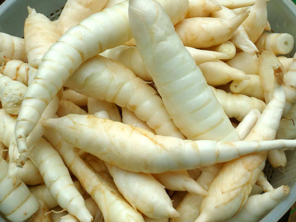 Usada na indústria alimentícia, planta tem efeito contra picada de cobra