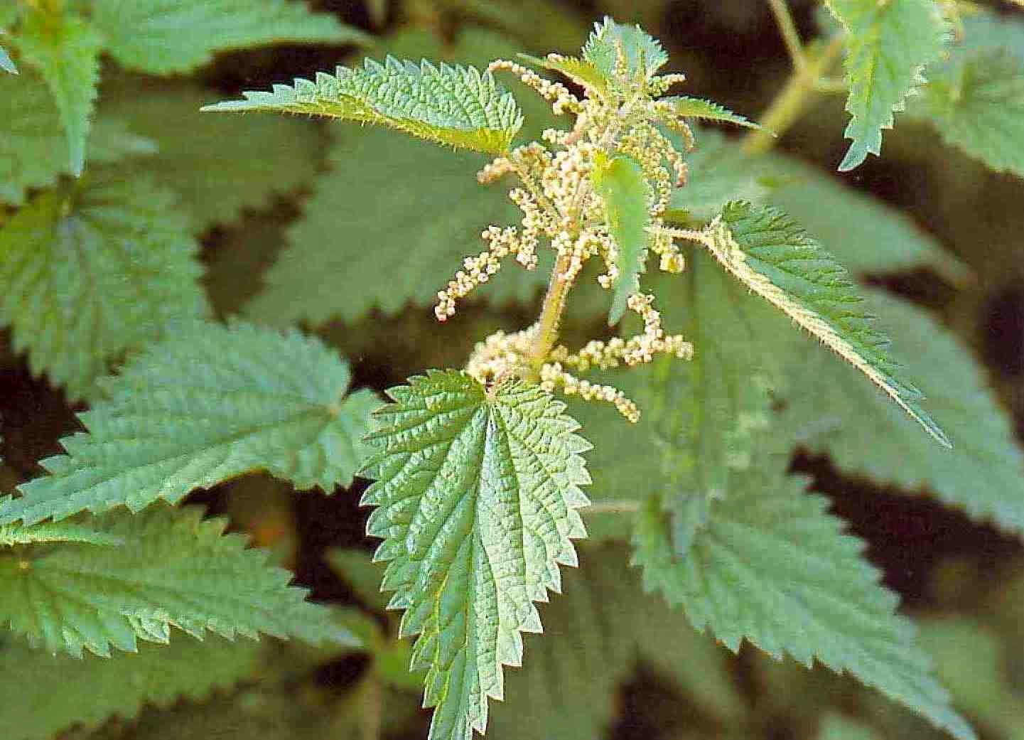 Coberta de pelos picantes, planta pode ser usada para combater caspa