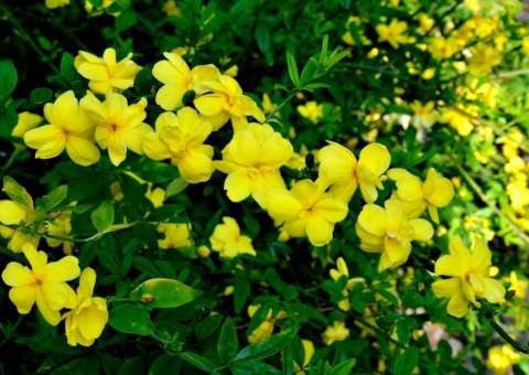 Conheça receita caseira para aliviar dores de cabeça e ansiedade