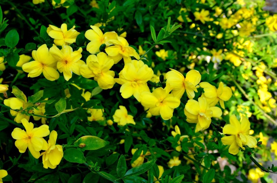 Conheça receita caseira para aliviar dores de cabeça e ansiedade