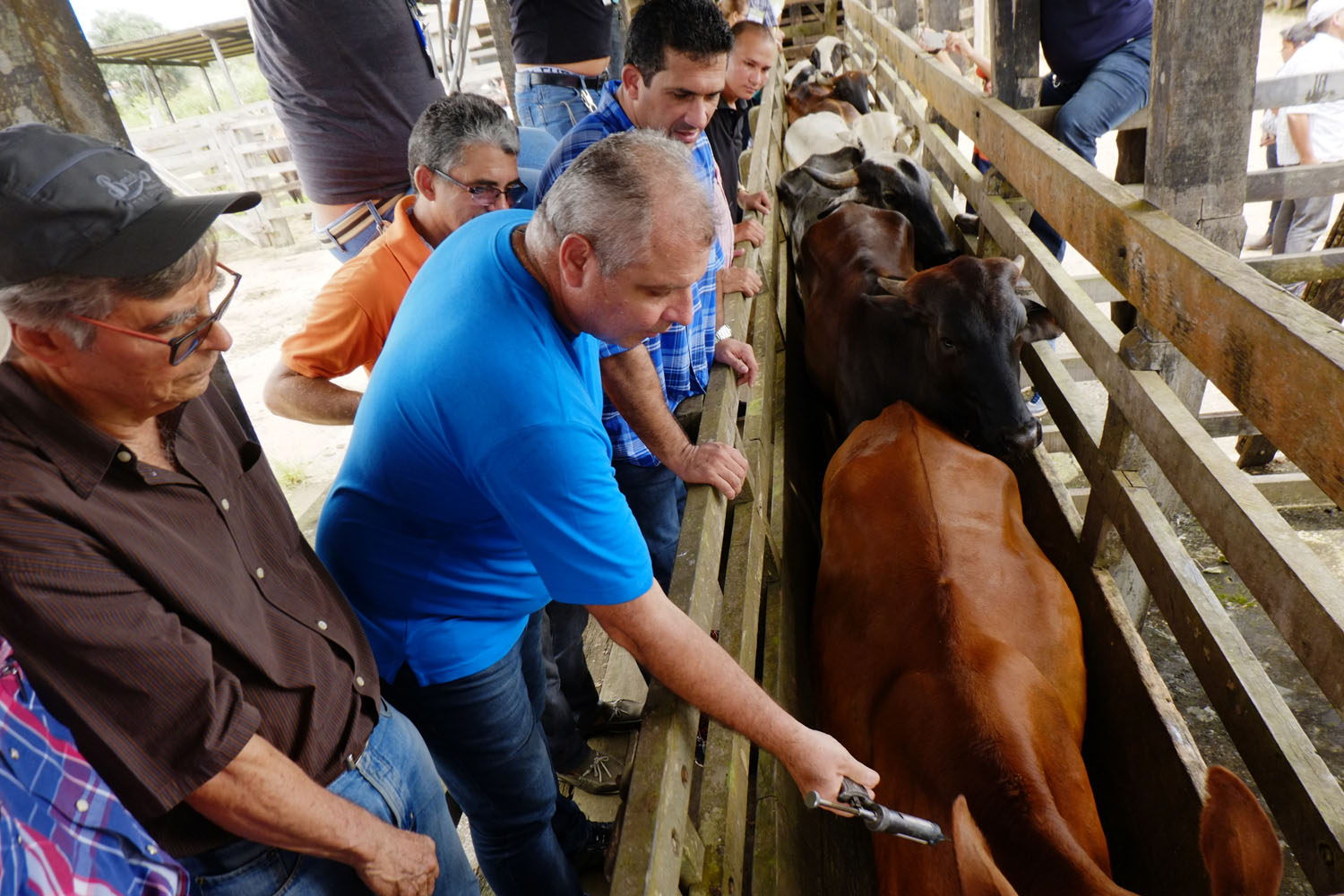 Vacina contra Febre Aftosa começa a ser vendida no Amazonas