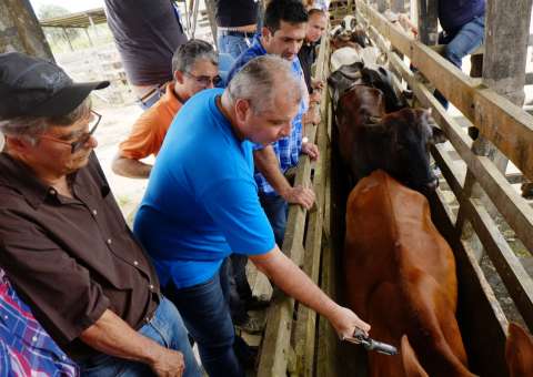 Vacina contra Febre Aftosa começa a ser vendida no Amazonas