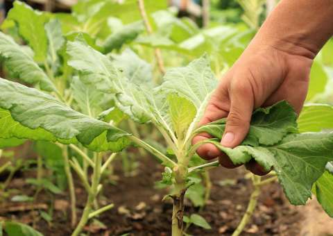     Município do Amazonas investe em merenda escolar com  produção de pequenos agricultores