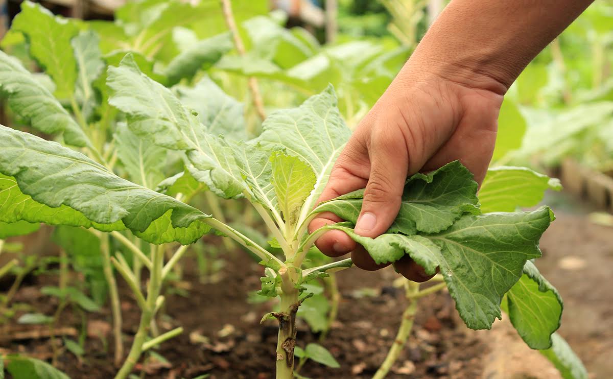     Município do Amazonas investe em merenda escolar com  produção de pequenos agricultores