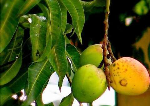 Chá de folha de mangueira pode combater formação de células cancerígenas 