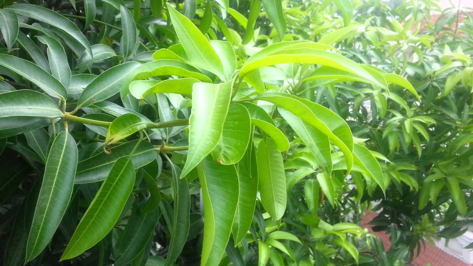 Chá de folha de mangueira pode combater formação de células cancerígenas 