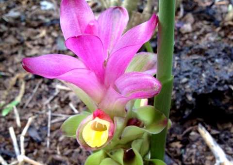 Planta pode auxiliar nos tratamentos de quimioterapia e radioterapia