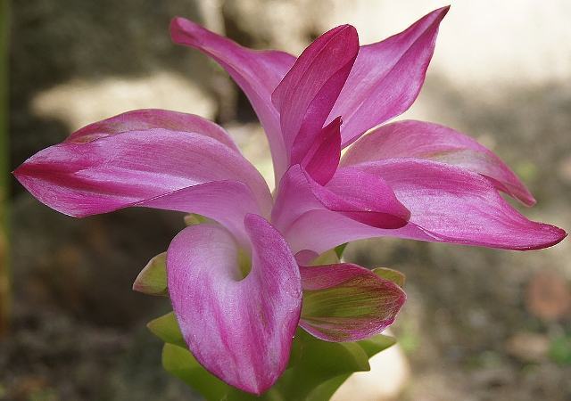 Planta pode auxiliar nos tratamentos de quimioterapia e radioterapia