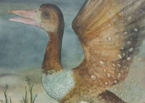 Imaginário amazônico é tema de exposição em shopping de Manaus