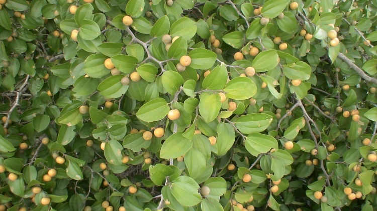 Com propriedade anticaspa, planta favorece o crescimento e evita queda dos cabelos 