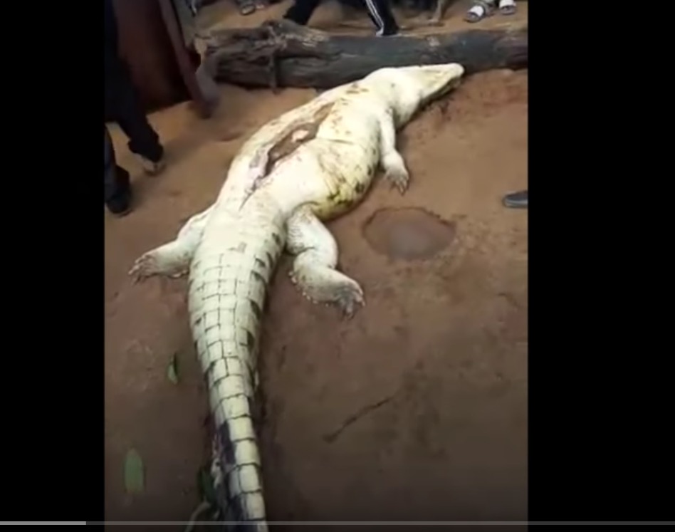 Moradores abrem barriga de crocodilo e encontram criança desaparecida 