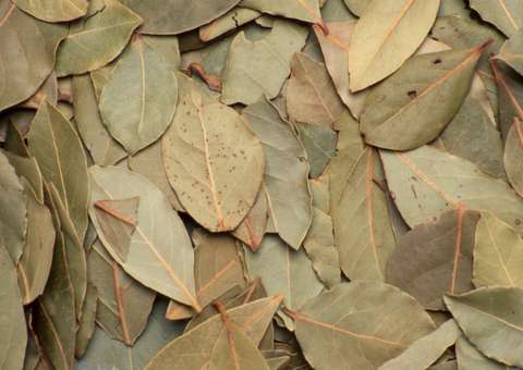 Chá de folha de Louro combate a ansiedade e estresse 