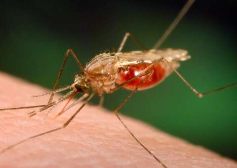 Pesquisas revelam poder de planta para tratar a malária 