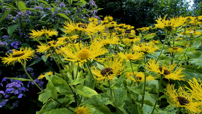 Conheça planta que auxilia no tratamento de problemas no fígado e vesícula biliar 