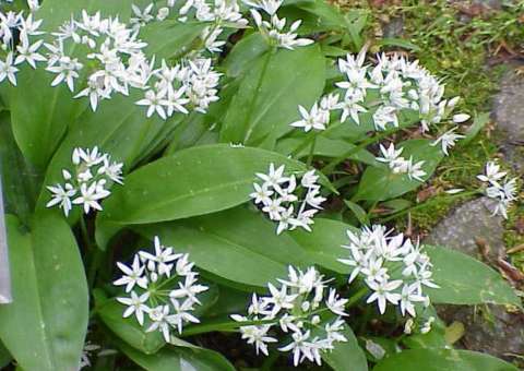 Planta combate colesterol alto e gases intestinais