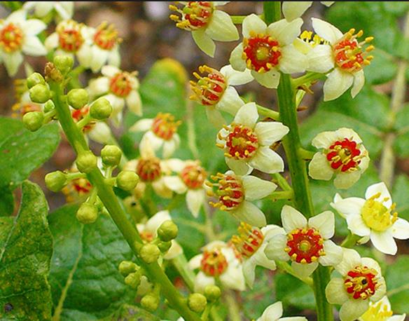 Com efeito analgésico, planta é usada como pomada para untar feridas 