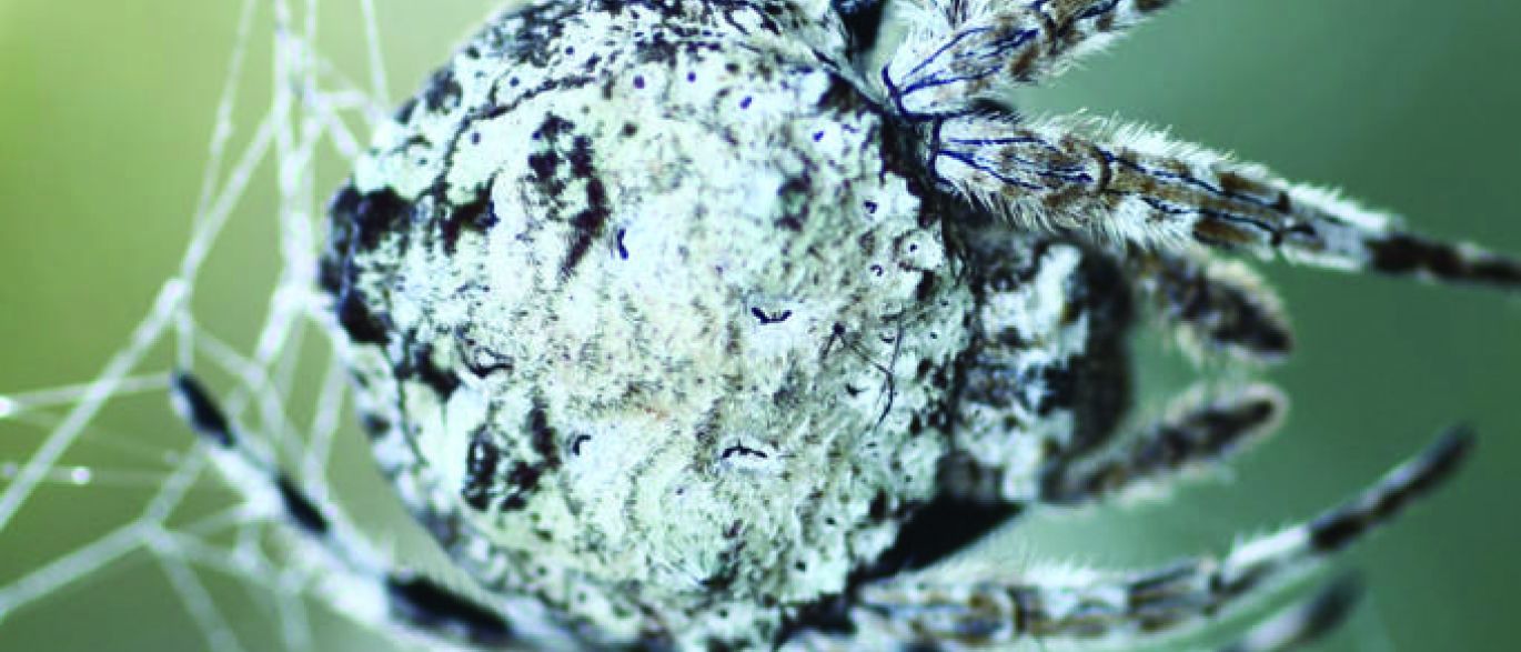 Conheça a aranha de Madagascar que é fã de sexo oral