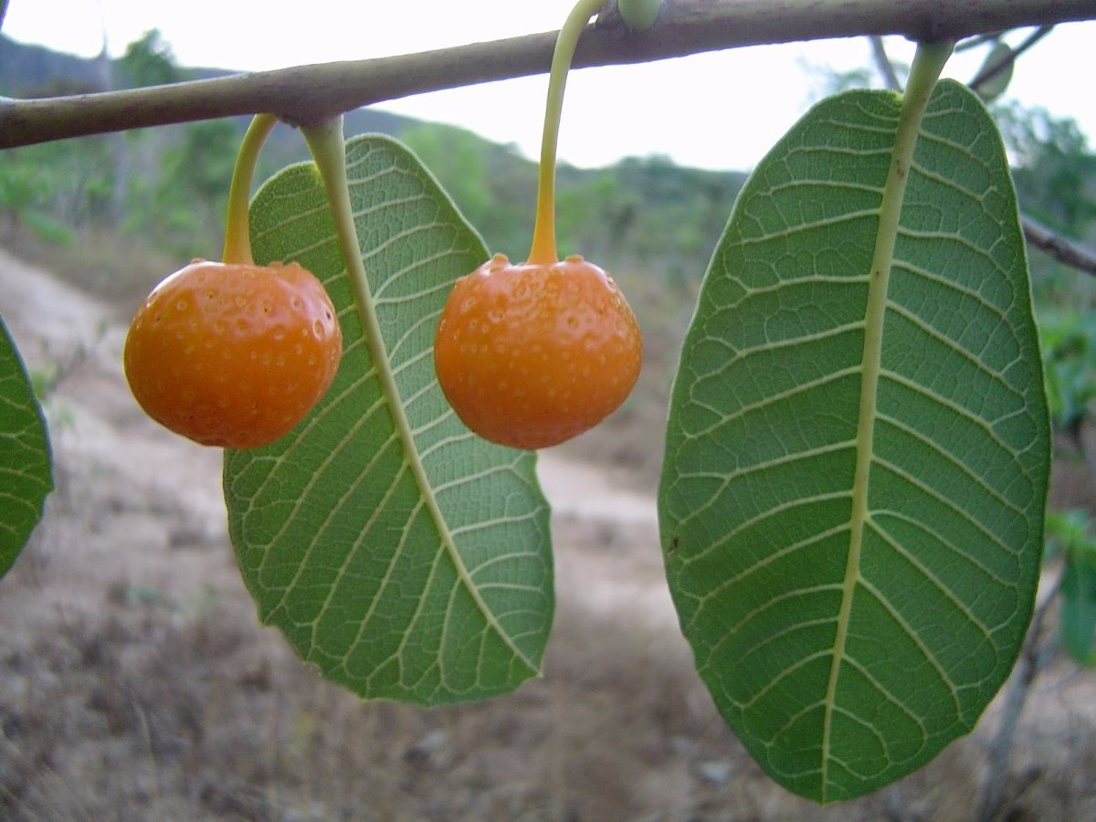 Pesquisa mostra atuação de planta no combate ao vitiligo 