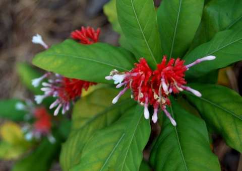 Planta pode estimular tumores cancerígenos 