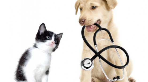 Exames contra DST em animais de estimação são oferecidos de graça em Manaus