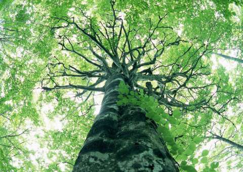 Pedágio ambiental e plantio de mudas marcam o Dia da Árvore em Manaus 