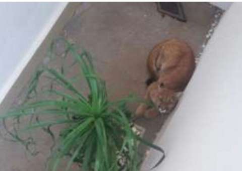 Moradores são surpreendidos por onça dentro de casa 