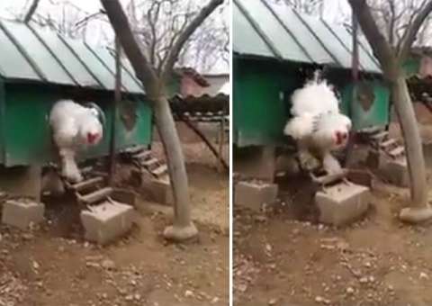 Vídeo de 'galinha gigantesca' viraliza e intriga internautas 