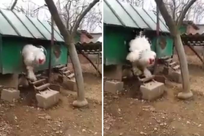 Vídeo de 'galinha gigantesca' viraliza e intriga internautas 