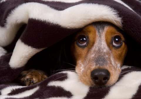 Cachorros aprendem a fazer ‘cara de coitadinho’ para manipular seus donos, diz estudo