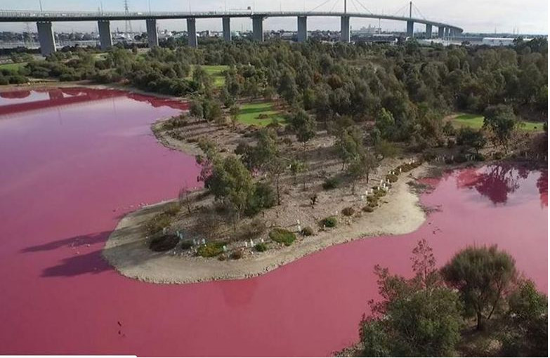 Lago surpreende visitantes ao ficar totalmente cor de rosa