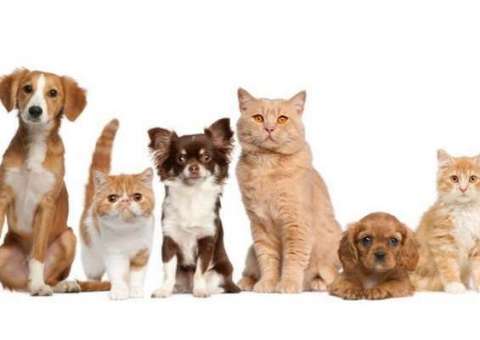 Campanha de prevenção contra DST em cães e gatos começa nesta sexta