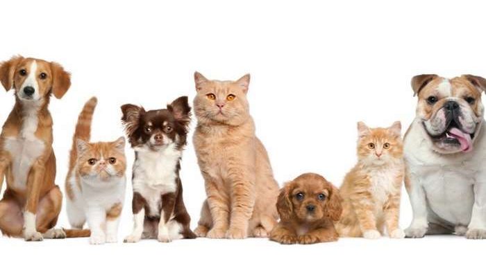 Campanha de prevenção contra DST em cães e gatos começa nesta sexta