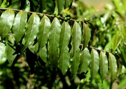 Antireumática, planta tem efeito calmante e diurético 