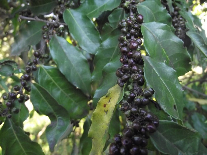 Antireumática, planta tem efeito calmante e diurético 